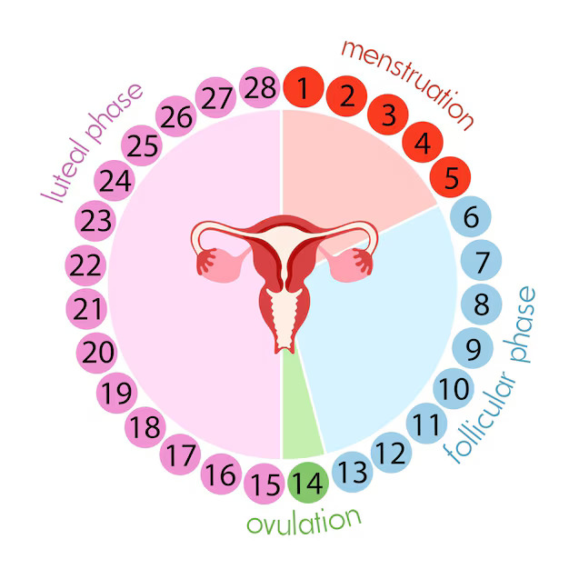 pregnant without ovulation, IVF in Junagadh, ICSI treatment in Junagadh, fertility centre in Junagadh, best IVF center in Junagadh, no ovulation pregnancy, PCOS infertility treatment, hormonal infertility, IVF process explained, Unique IVF Hospital Junagadh, assisted reproduction Junagadh, infertility solutions for women